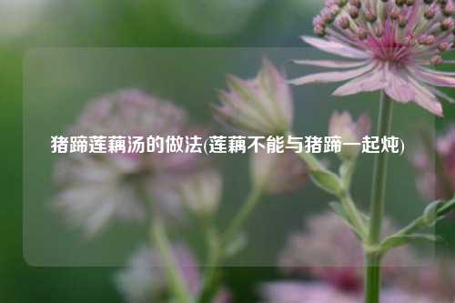 猪蹄莲藕汤的做法(莲藕不能与猪蹄一起炖)
